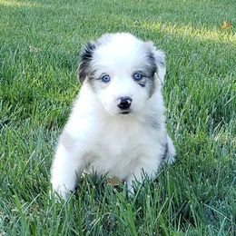 Border Collie Puppies from Supernova Border Collies