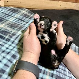 Aussiedoodle Puppies from Scruffypups