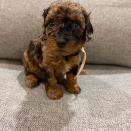 Merica - Blue merle female Bernedoodle puppy in Jacksonville, Florida from Autumn's Aussies