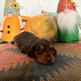 Girl 1 - Chocolate female Dachshund puppy in Woodlake, California from Wild West Weenies