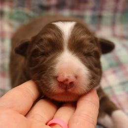 Brown Collar - Red male Border Collie puppy in Courtland, Alabama from C Bar C Ranch Border Collies