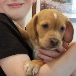 Illya - Red and white Transylvanian Hound puppy in Rough And Ready, California from Royal Transylvanian Hounds