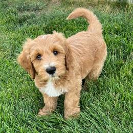 White Male - Apricot male Goldendoodle puppy in Great Falls, Montana from Montana Goldendoodles