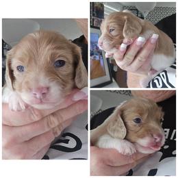 Cream dapple piebald - Cream female Dachshund puppy in Port Charlotte, Florida from Vicki's Dachshund Crossing