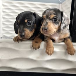 Dachshund Puppies from Weenie Bros
