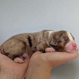 Arlington - Red merle male Aussiedoodle puppy in New Durham, New Hampshire from Ridgeview Aussiedoodles