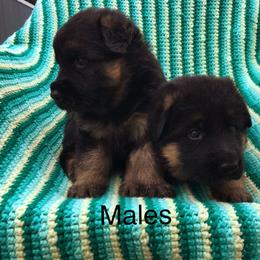 German Shepherd Puppies from Lost Creek German Shepherds LLC