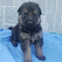 Male blue - Black and red male German Shepherd puppy in Mccool Junction, Nebraska from Sininger Lagoon