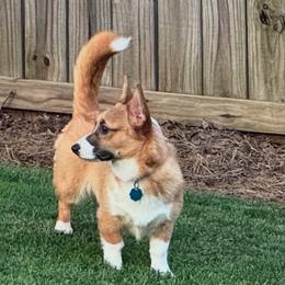 Pembroke Welsh Corgis from Heatherland Corgis