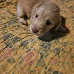 Jolene - Red female Dachshund puppy in Lebanon, Oregon from Willow Moons Dachshunds