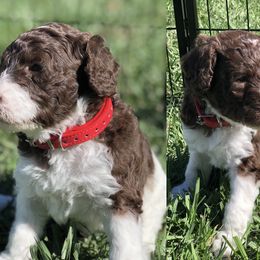 Poodle Puppies from The Parti Collection