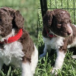 Poodle Puppies from The Parti Collection
