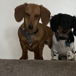 Dachshund Puppies from Angela's Dachshunds