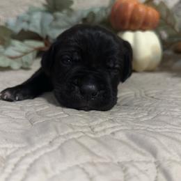 Yellow Collar Male - Black male Cane Corso puppy in Princeton, Indiana from C&M Cane Corso