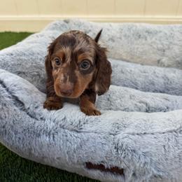 Mini - Dapple female Dachshund puppy in Temecula, California from Naomi Magee's Dachshund Kennel
