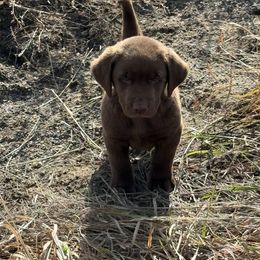 Red collar - Chocolate male Dilute Retriever puppy in Teton County, Montana from East Front Labradors & Treasure State Schnauzers