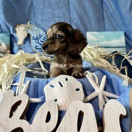 Dachshund Puppies from M.H.P Dachshunds