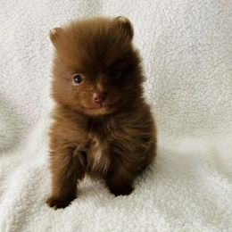 Pomeranians from Pride Poms