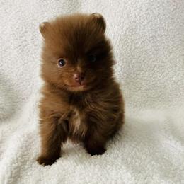 Pomeranians from Pride Poms