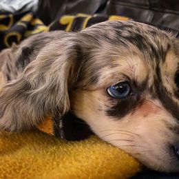 Dachshund Puppies from KR Mini Daschunds