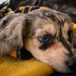 Dachshund Puppies from KR Mini Daschunds
