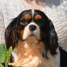 Quinn - Cavalier King Charles Spaniel
