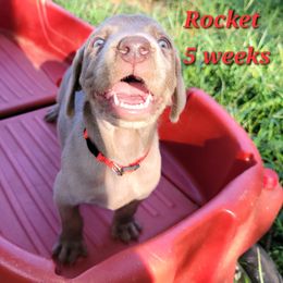 Red Collar Girl - Rocket - Weimaraner puppy from Desert Rose Weimaraners