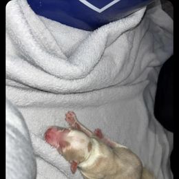 Austin - Cream male Goldendoodle puppy in Pleasant Hill, Iowa from Courtney Nicole's Mal Shihs & Goldendoodles