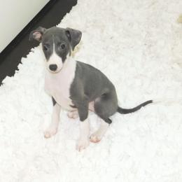 Milania Male 1 - Blue male Italian Greyhound puppy in Sparta Tn And Caryville Fl, Tennessee from Summerwind Kennel