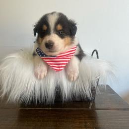 Dill Pickles - Black white and tan male Collie puppy in Chilhowie, Virginia from Jolly Collies