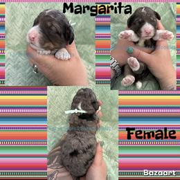 Margarita - Blue merle female Bernedoodle puppy in Godwin, North Carolina from Farm Sweet Farm Doodles