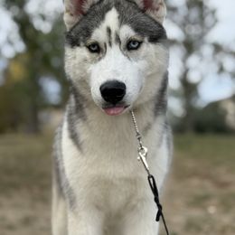Tupelo - Gray and white male Siberian Husky puppy in Madera, Wyoming from Anastasia Siberians