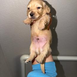 Boy 2 - Cream male Dachshund puppy in Oroville, California from Barnes’ Doxies