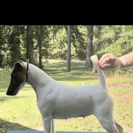 CH Kamakris Made Ya Look JJ - White and tan female Smooth Fox Terrier puppy in Maplesville, Alabama from KamaKris Kennel