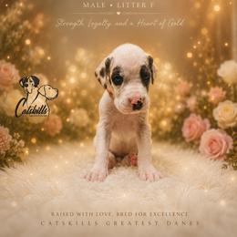 Fonsi - Harlequin male Great Dane puppy in Liberty, New York from Catskills Greatest Danes