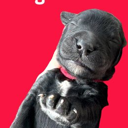 Dwight Schrute - Goldendoodle puppy in Petoskey, Michigan from Petoskey Goldendoodles