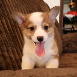 Smooch - Sable male Pembroke Welsh Corgi puppy in Arcanum, Ohio from Weissway Corgis