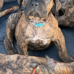 Boerboel Puppies from Erickson Ranch Boerboels