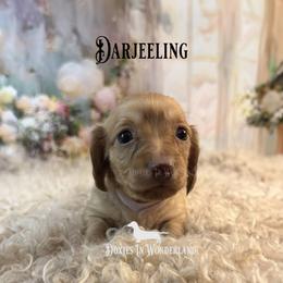 Darjeeling - Cream female Dachshund puppy in Rainier, Oregon from Doxies in Wonderland