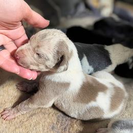Aragorn - Harlequin male Great Dane puppy in Citra, Florida from AEW Farm