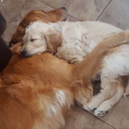 Goldendoodle and Poodle Puppies from The Doodle Patch