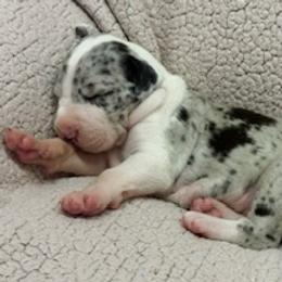 Timmy - Mantle merle male Great Dane puppy in Westville, Florida from Boulder View Danes