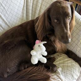 Kaia - Flat-Coated Retriever