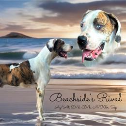 Rival - Great Dane