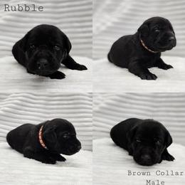 Rubble - Brown Collar - Black male Labrador Retriever puppy in Boyd, Minnesota from Lindley Labradors