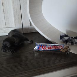 3 Musketeers - Salt and pepper male Miniature Schnauzer puppy in Rosemount, Minnesota from Weiland's Ruby