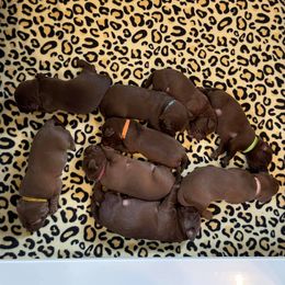 Australian Shepherd and Labrador Retriever Puppies from Wheatland Dog Center