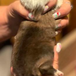 Shelia - Sable and white female Shetland Sheepdog puppy in Kaycee, Wyoming from Heavenly Shelties