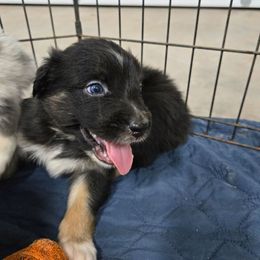 Snickers - Black tri-color male Australian Shepherd puppy in Abilene, Texas from S&K Aussies N' Rotties