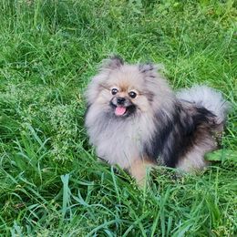 Zuri - Pomeranian